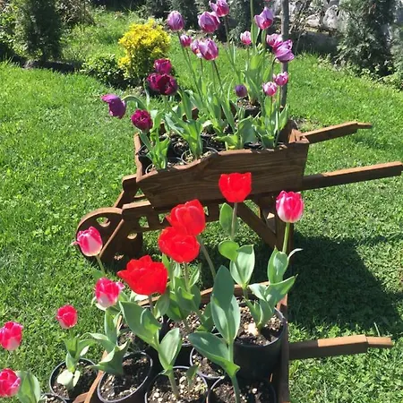 Lavanta Sapanca